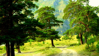 Morgen in den Wald. / ***