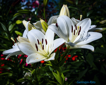 Lilien / ***
