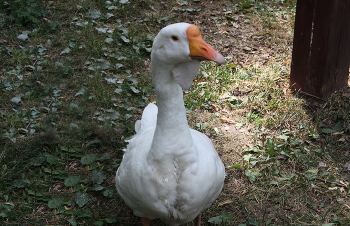 Gute Gans / ***