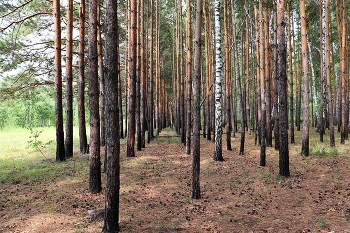  / ***
