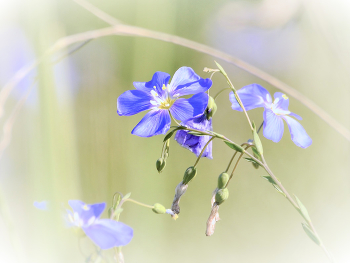  / Linum usitatissimum