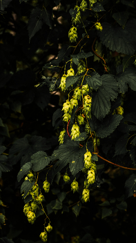 Hopfen / ***