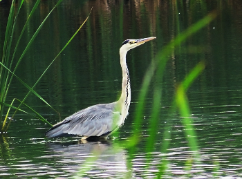 Reiher / ***