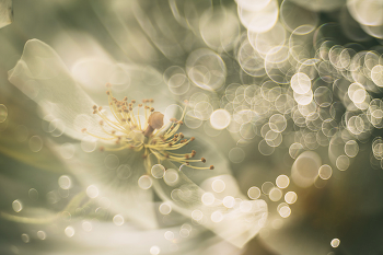 Smells of summer / 2022