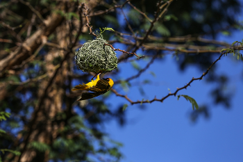 Nestbau / aufgenommen in einer Lodge in Afrika