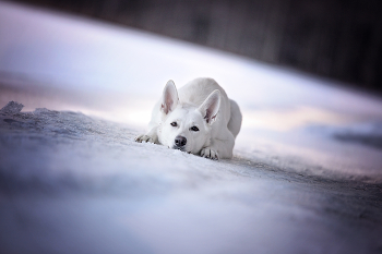  / "Men are from Mars, women are from Venus, but white shepherd are from the Moon."