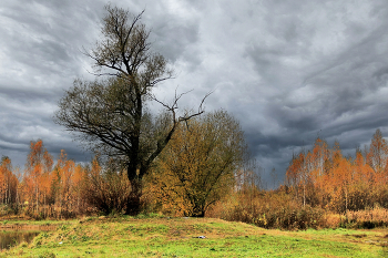Baum / ***
