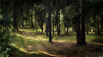 In Fichtenwald / ***