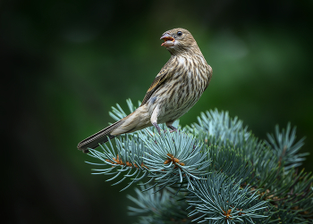 House Finch (female/immature) / ***