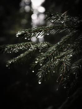 Wald. / ***