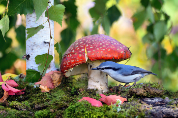 in den herbstlichen Wald / ***