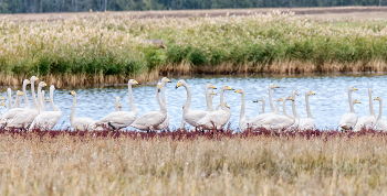 Flock / ***