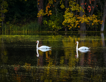 Swans / ***