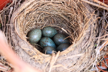 Nest / ***