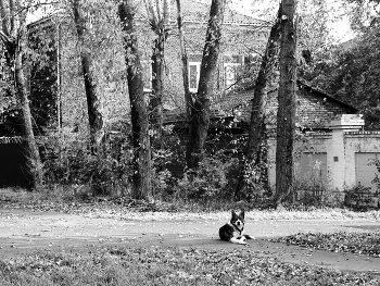 Hund / ***