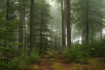 Herbst ist gekommen, / ***