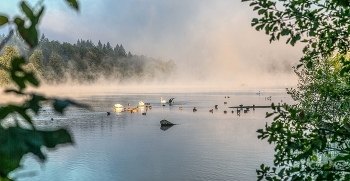 morgends am Rhein / morgennebel an der wehramündung