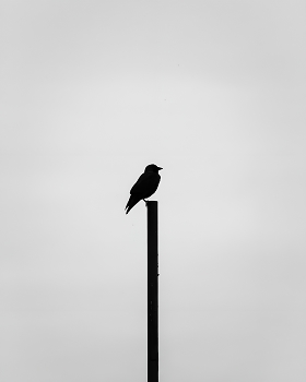 Vogel / ***