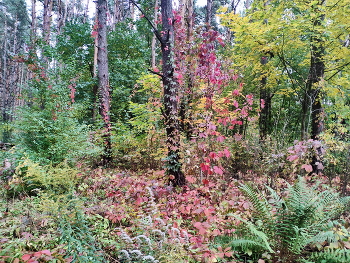 Bunte Herbst / ***