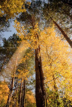 Goldene Sonnenstrahl / ***