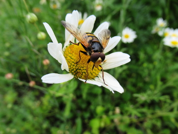 glubschäugige / ***