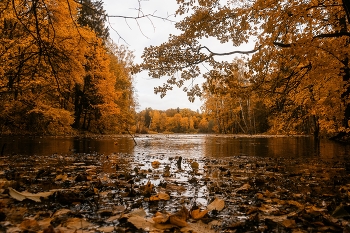 Auf dem Teich / ***