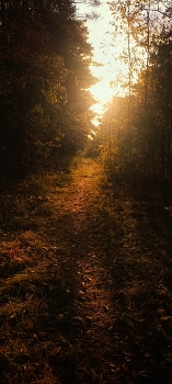 Spring Forest / ***