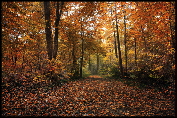 in den herbstlichen Wald / ***