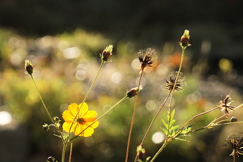Autumn etude / ***
