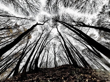 in den herbstlichen Wald / ***