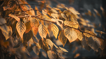 November / ***