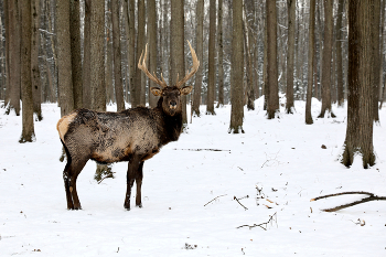 Sibirische Hirsch / ***