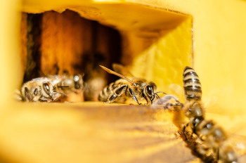 Bienen / ***