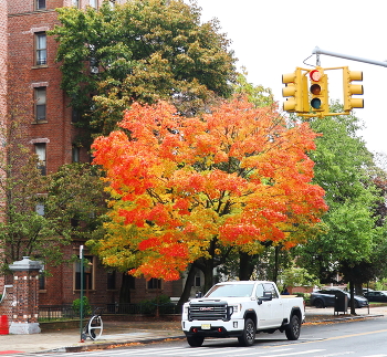 Herbst in der Stadt / ***