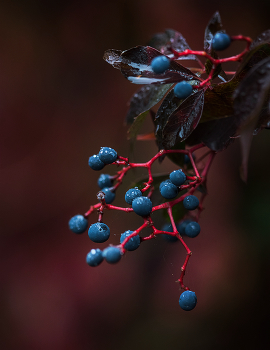 Virginia creeper / Virginia creeper - Parthenocissus quinquefolia
The berries are not toxic to birds