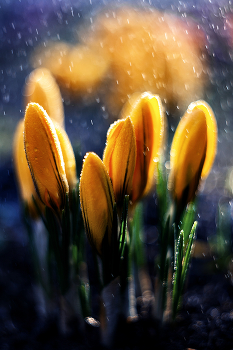Krokus / ***