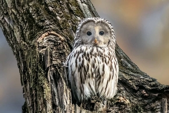  / ***