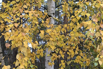  / " " "