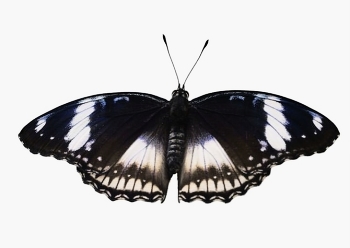 Newborn butterfly / ***
