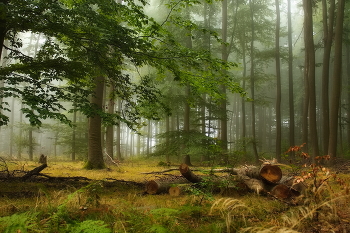 an der Schwelle zum Herbst / ***