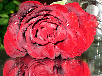 Rose / ***