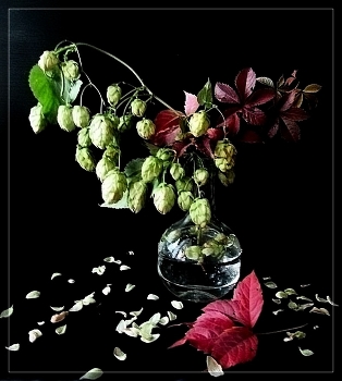Hopfen / ***
