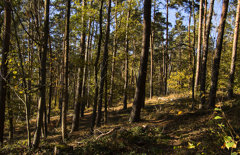 Waldweg / ***