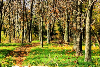 In den herbstlichen Wald ... / ***