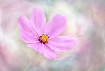  / flower