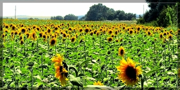 Feld / ***
