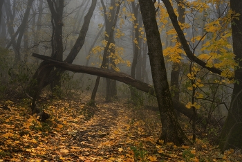 Herbst Spur / ***