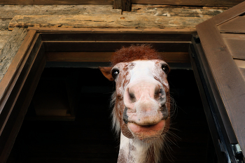 Sie da! / ***