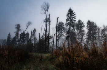 Haunted Forest / .....