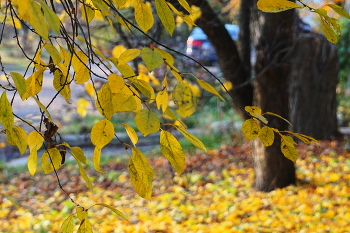 Blattfall / ***